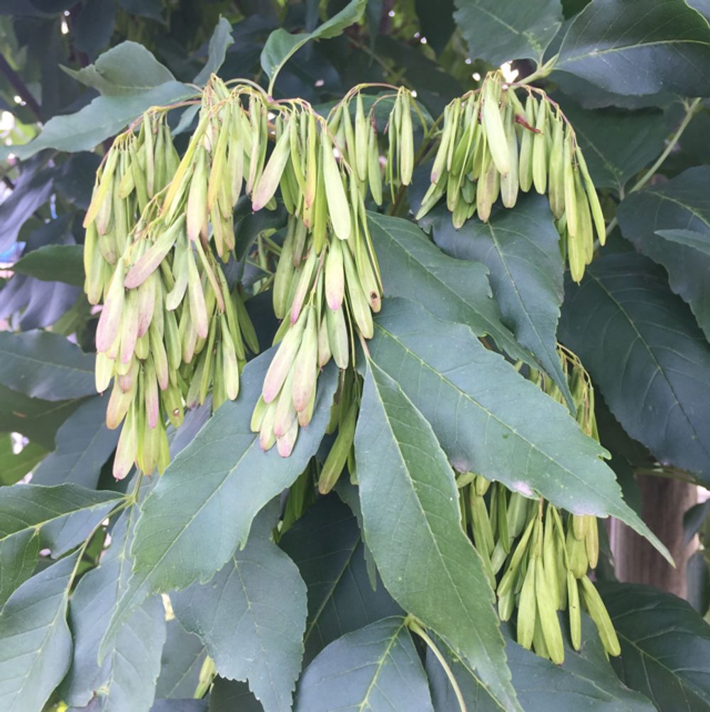 European ash