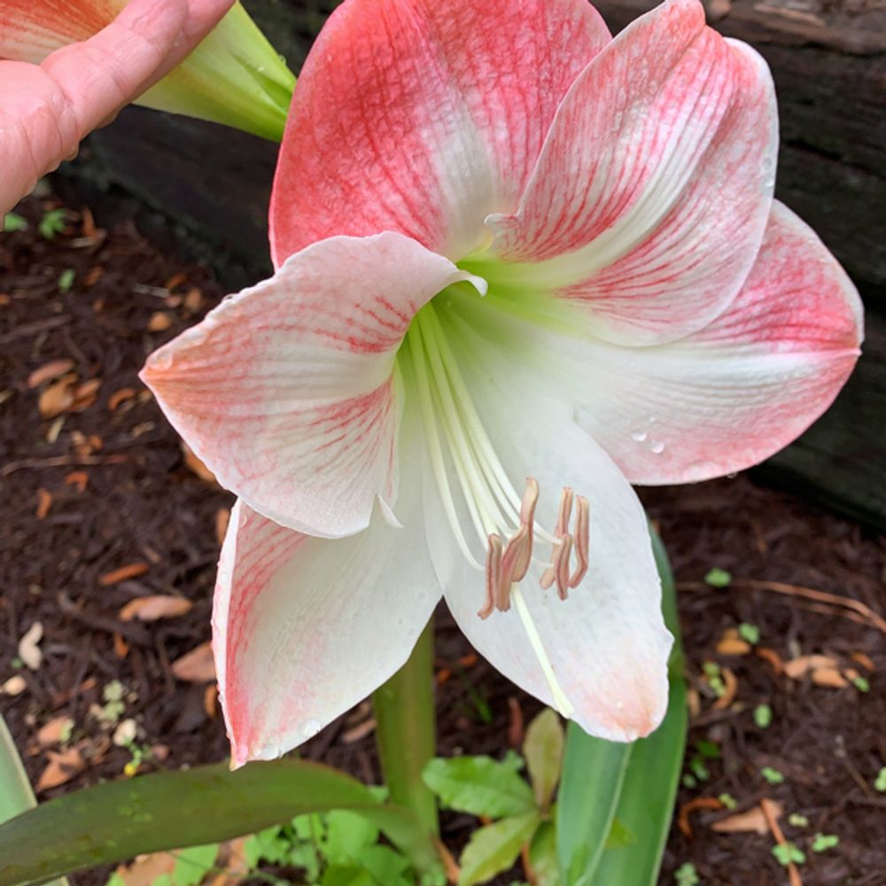 Knight's star lily