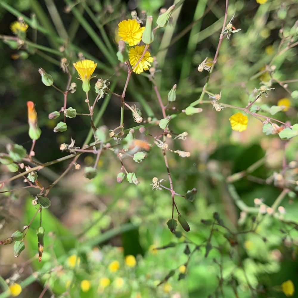 Oriental false hawksbeard