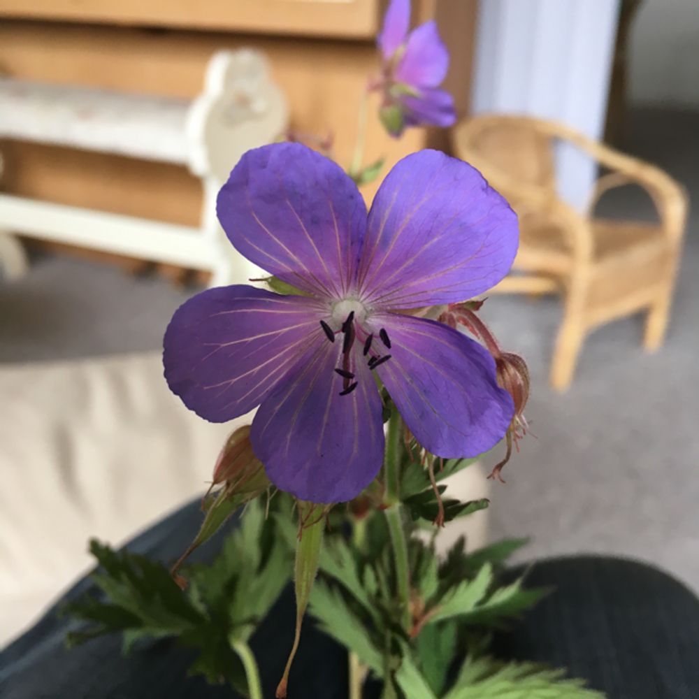 Meadow cranesbill