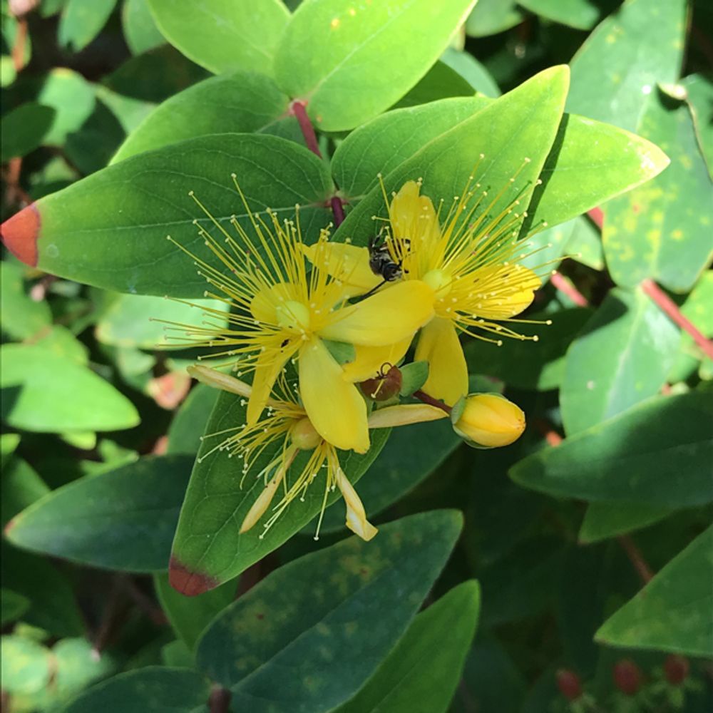 Stinking tutsan