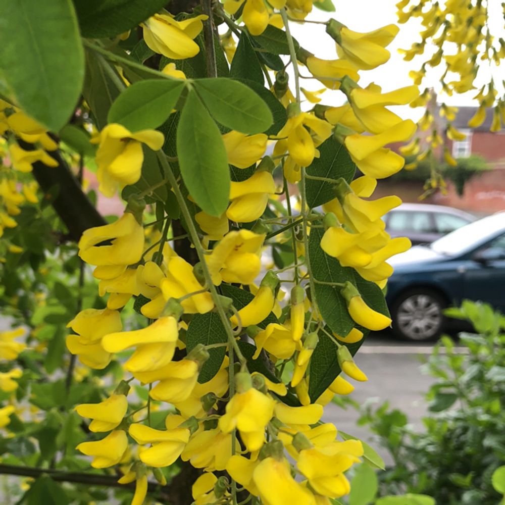 Common laburnum - Plantsnap - Identify Plants, Trees, Mushrooms With An App