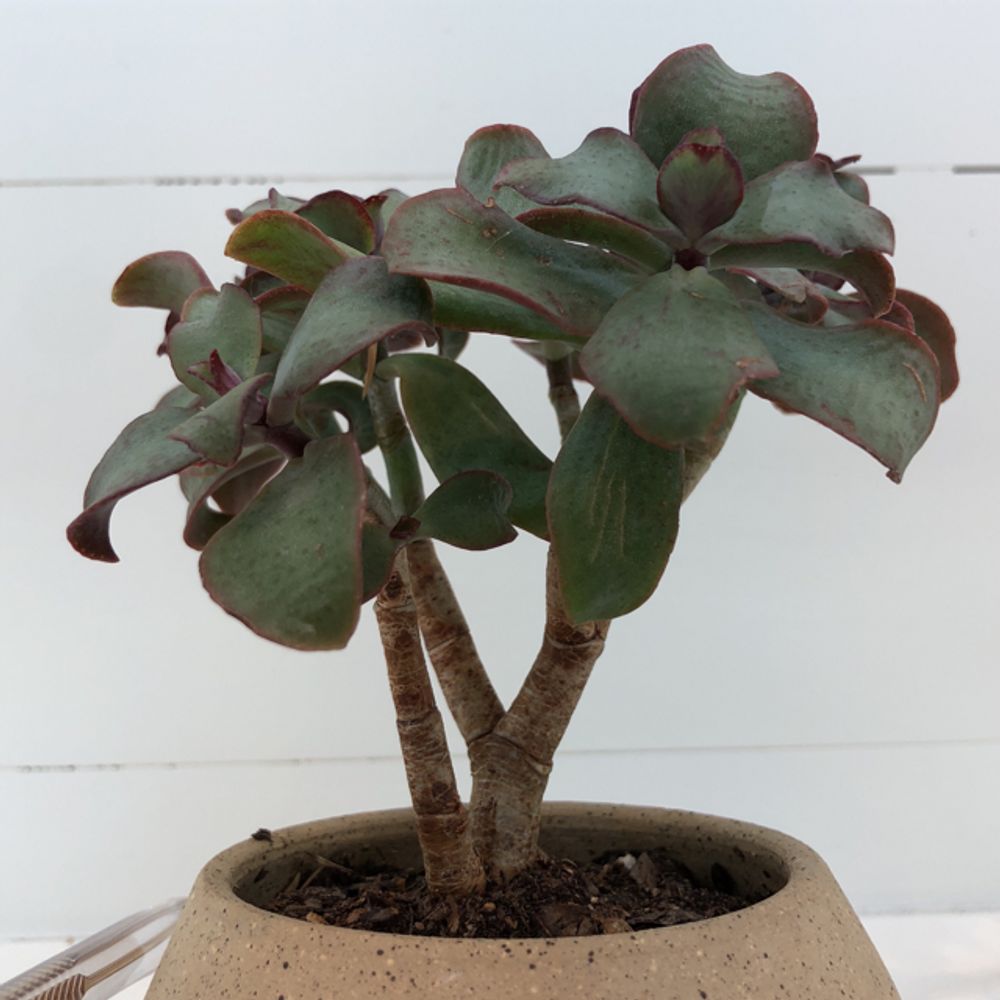 Tree kalanchoe