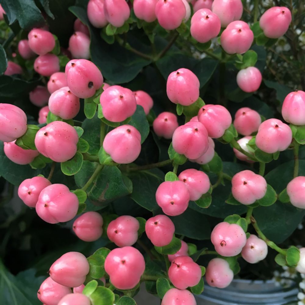 Lilly pilly