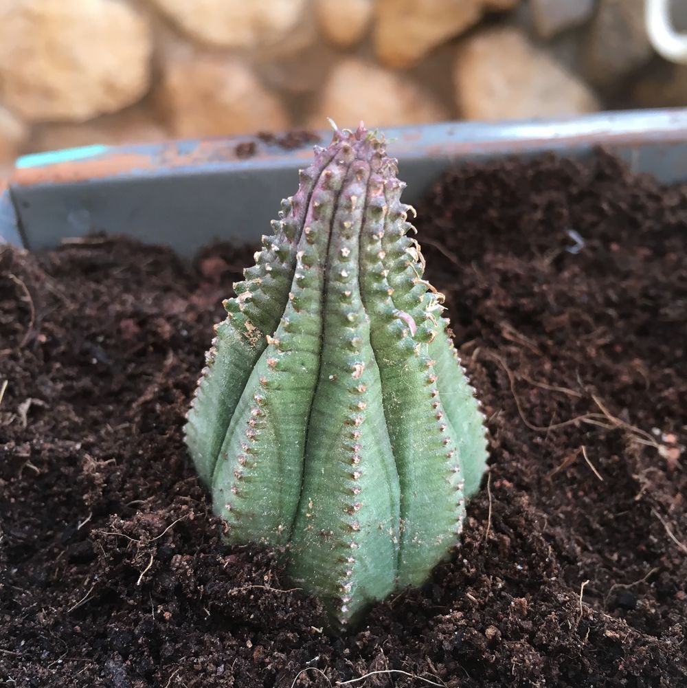 culinary lavender plants Baby Blue Lavender
