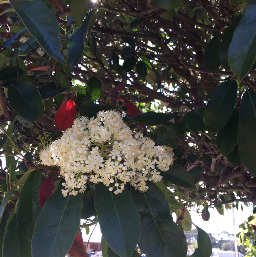 Japanese photinia - Plantsnap - Identify Plants, Trees, Mushrooms With An  App
