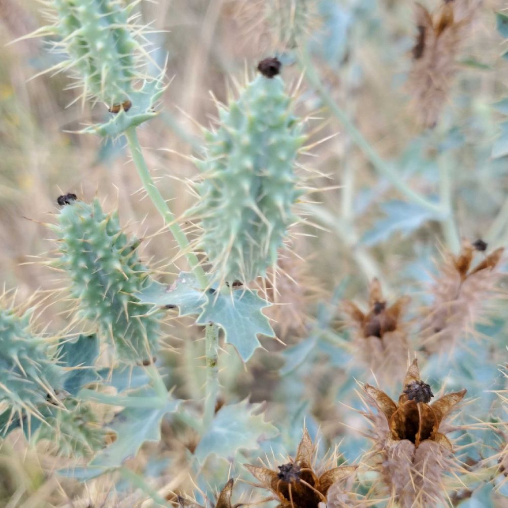 Prickly poppy