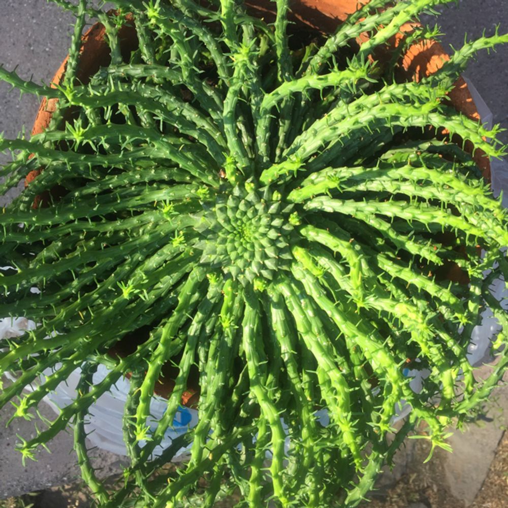 snake plant fertilizer Plant Superfood for SNAKE PLANTS with B1 Vitamin, Glucose and Essential Minerals