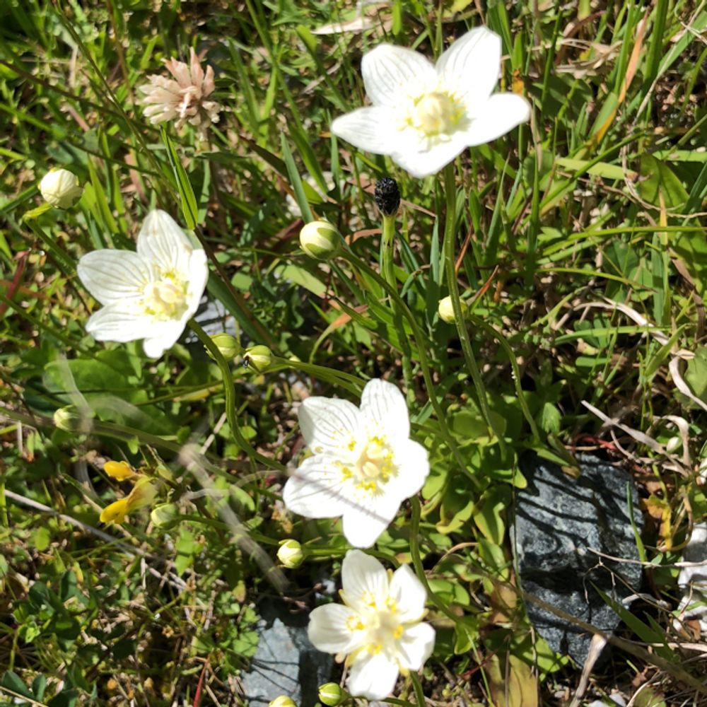 Marsh grass of parnassus