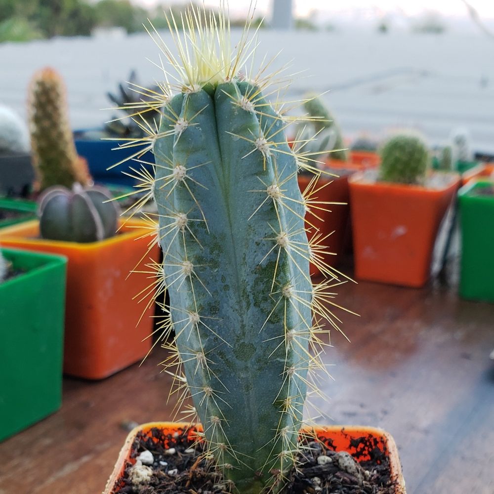 Blue torch cactus