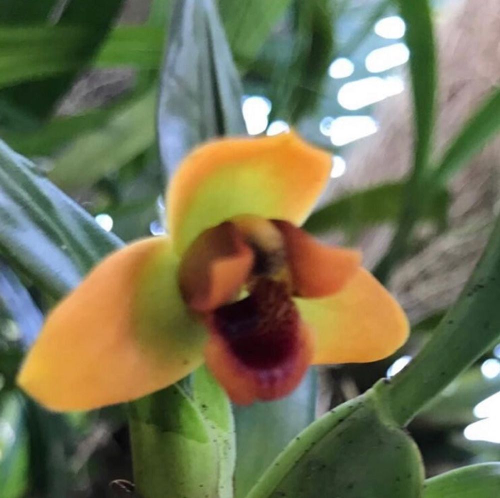How to care for Snake orchid - Complete Plant Care Guide | PlantSnap -  Plantsnap - Identify Plants, Trees, Mushrooms With An App