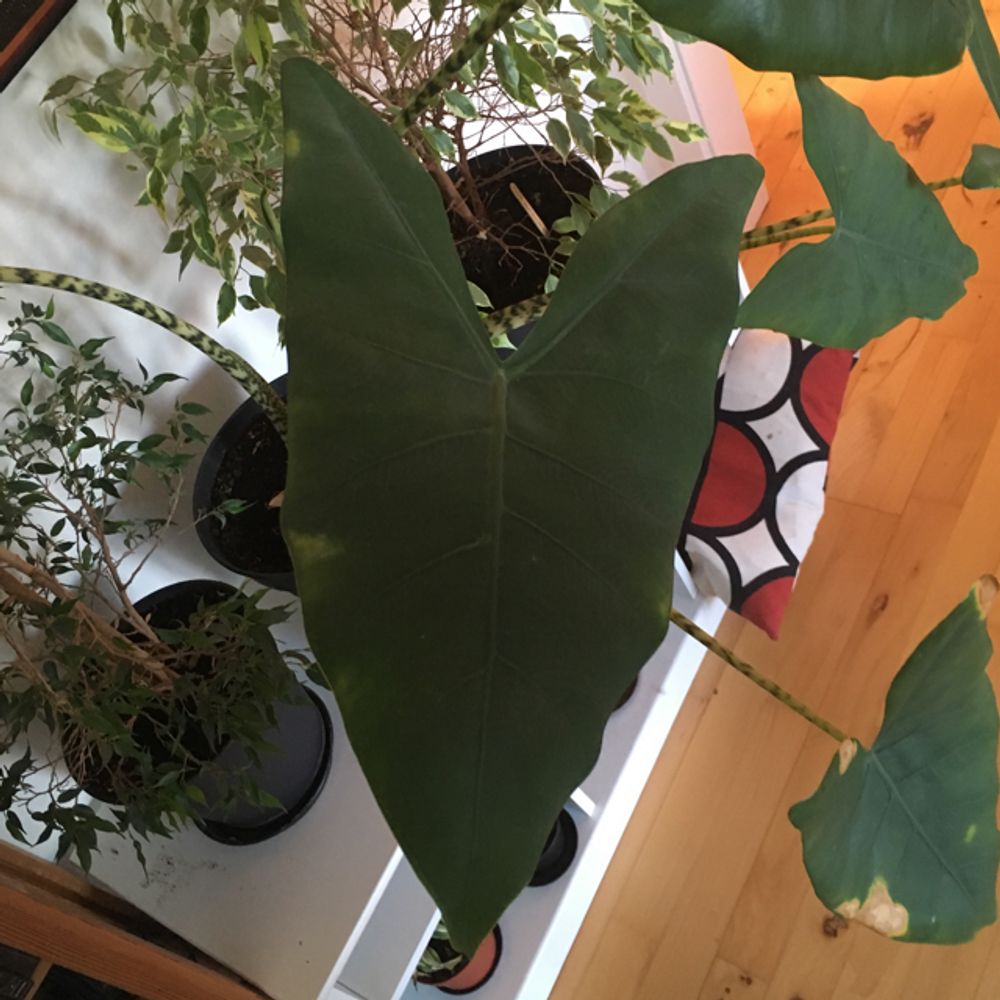 bonsai ziehen Bonsai-Bundle – Ginkgo, Kiefer & Roter Ahorn selbst ziehen (3er Bonsai –  Wurzelbox