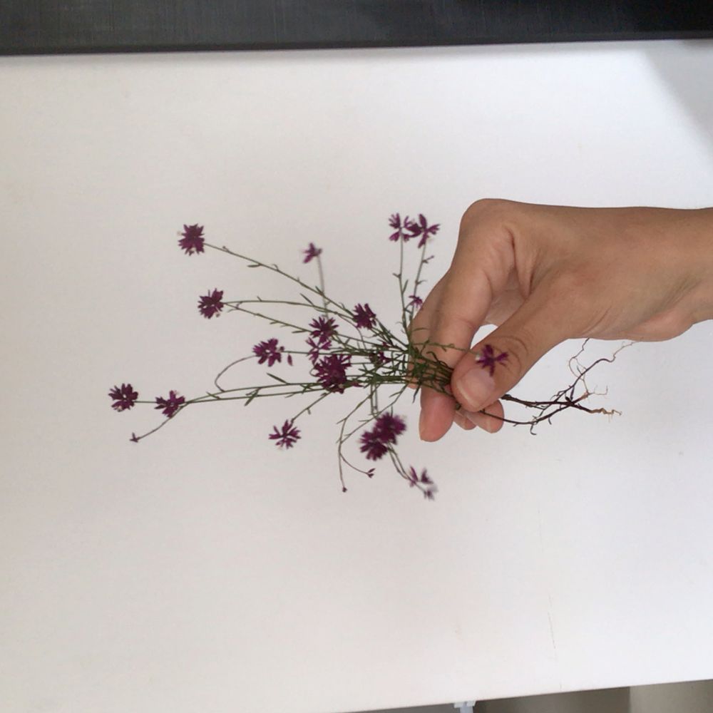 Lewton's polygala