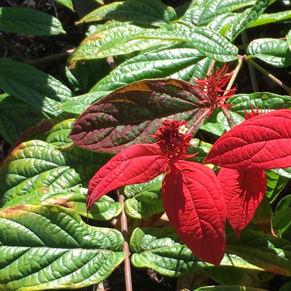 Red flag bush