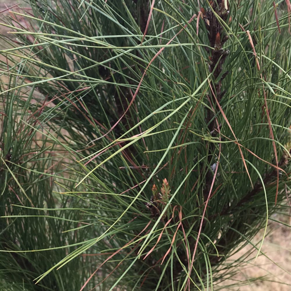 Loblolly pine