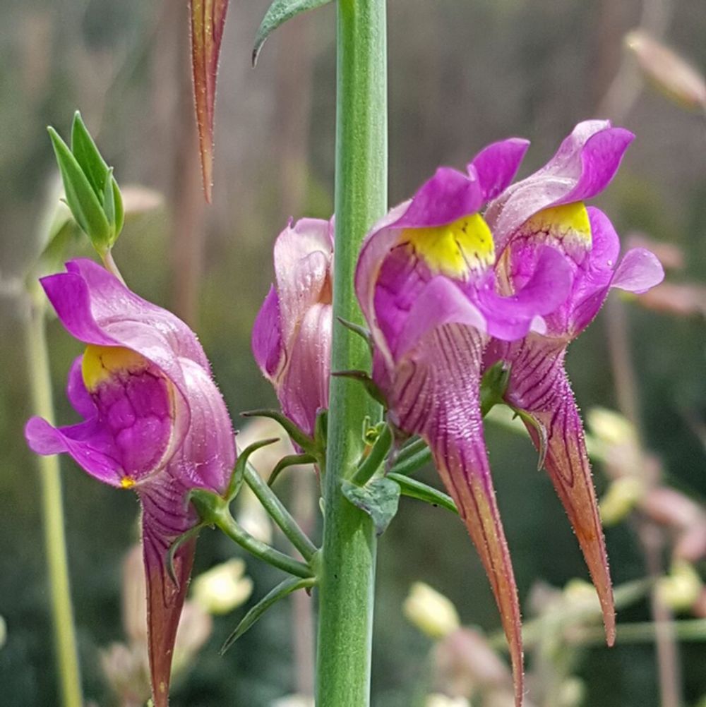 Three-bird toadflax