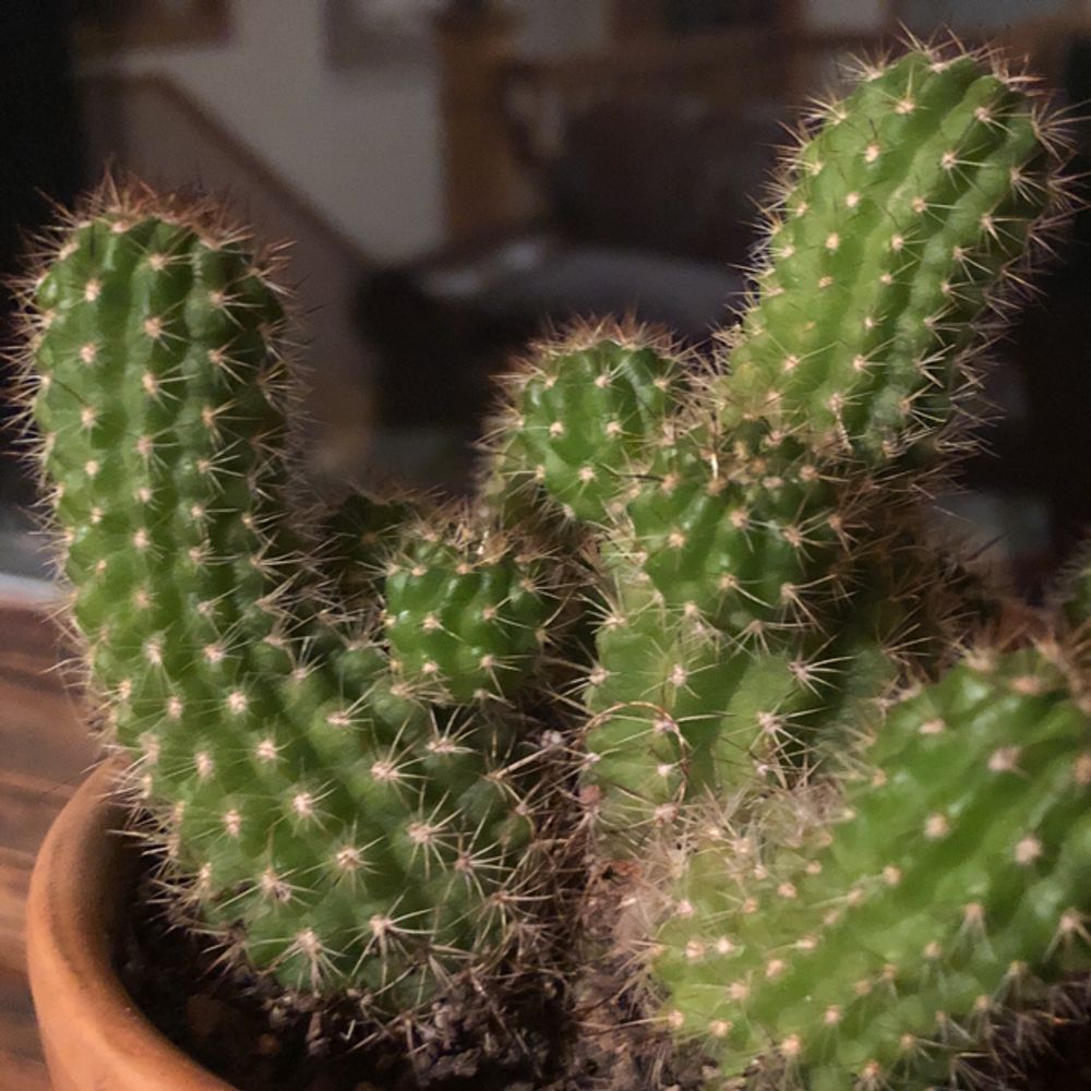 Organ pipe cactus