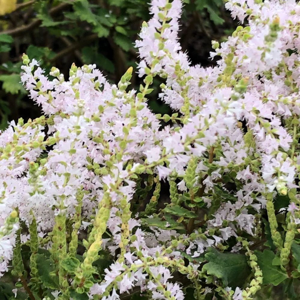Misty plume bush