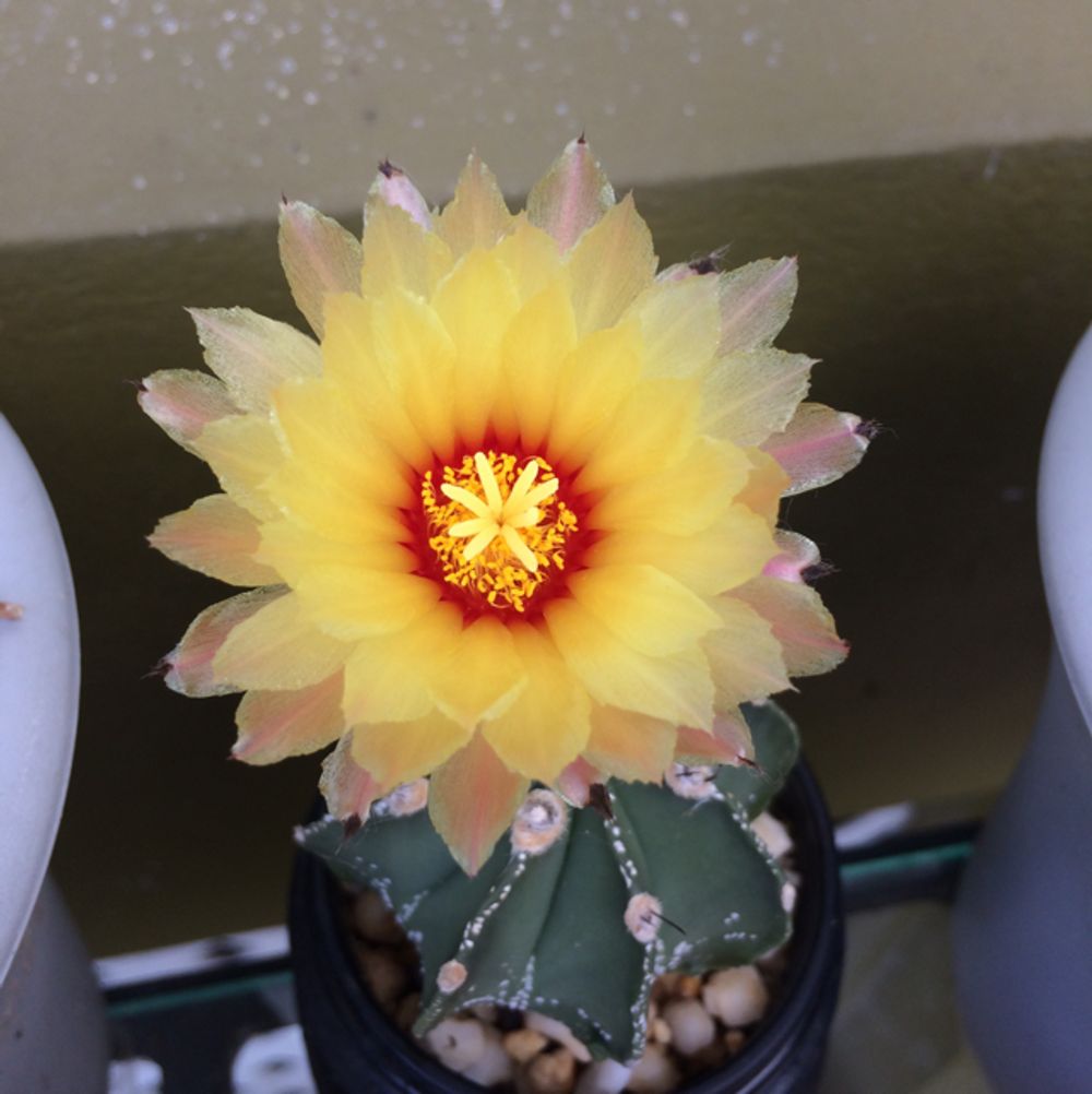 Sand dollar cactus
