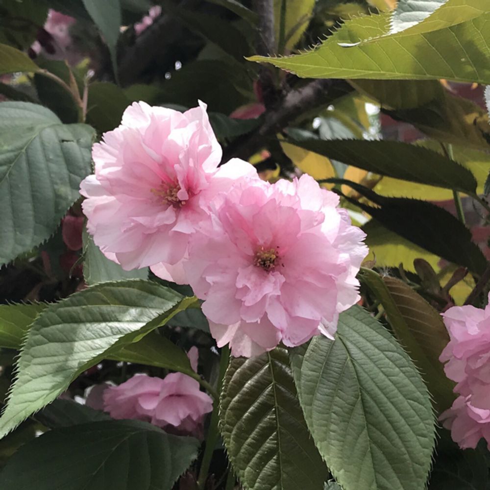 Japanese cherry