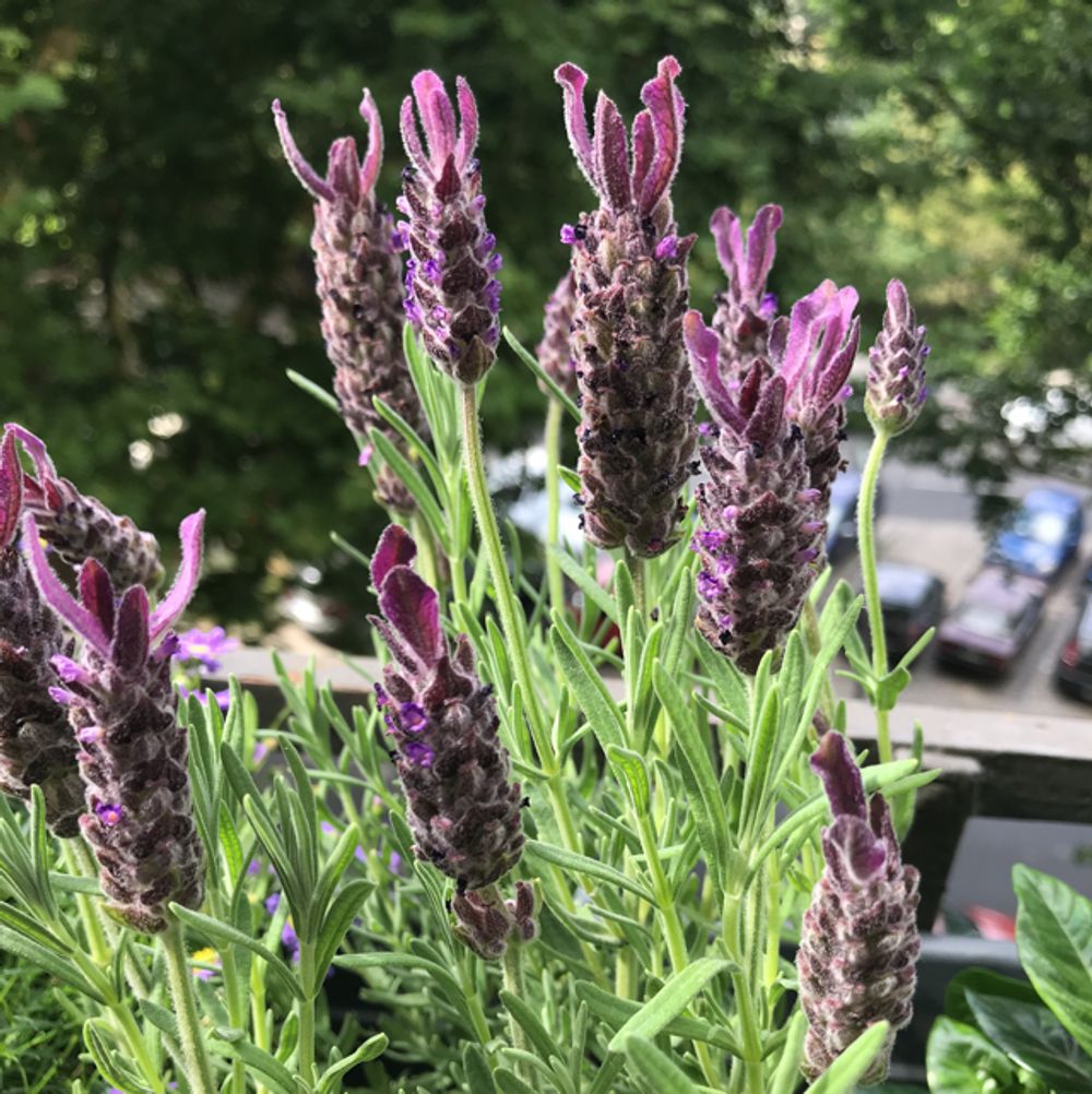 French lavender