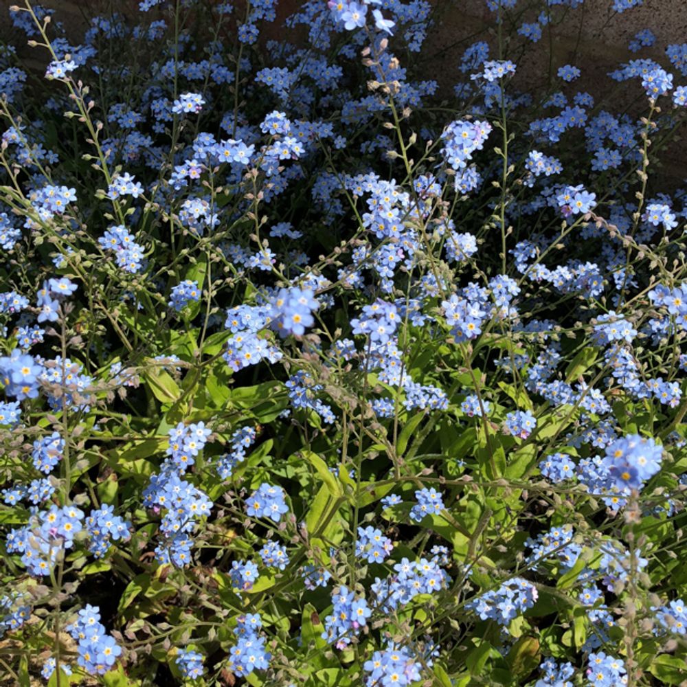 Wood forget-me-not