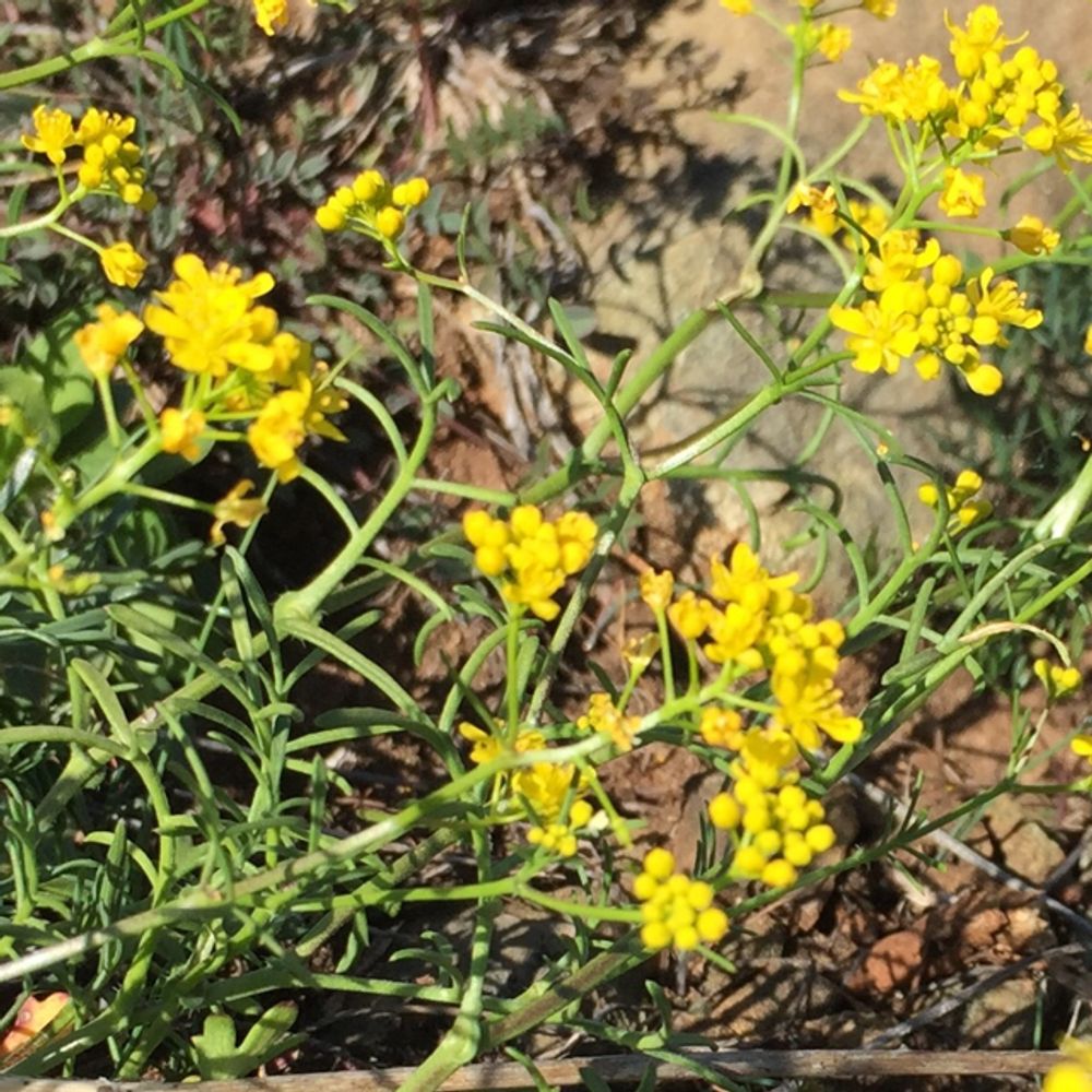 Spreading wallflower