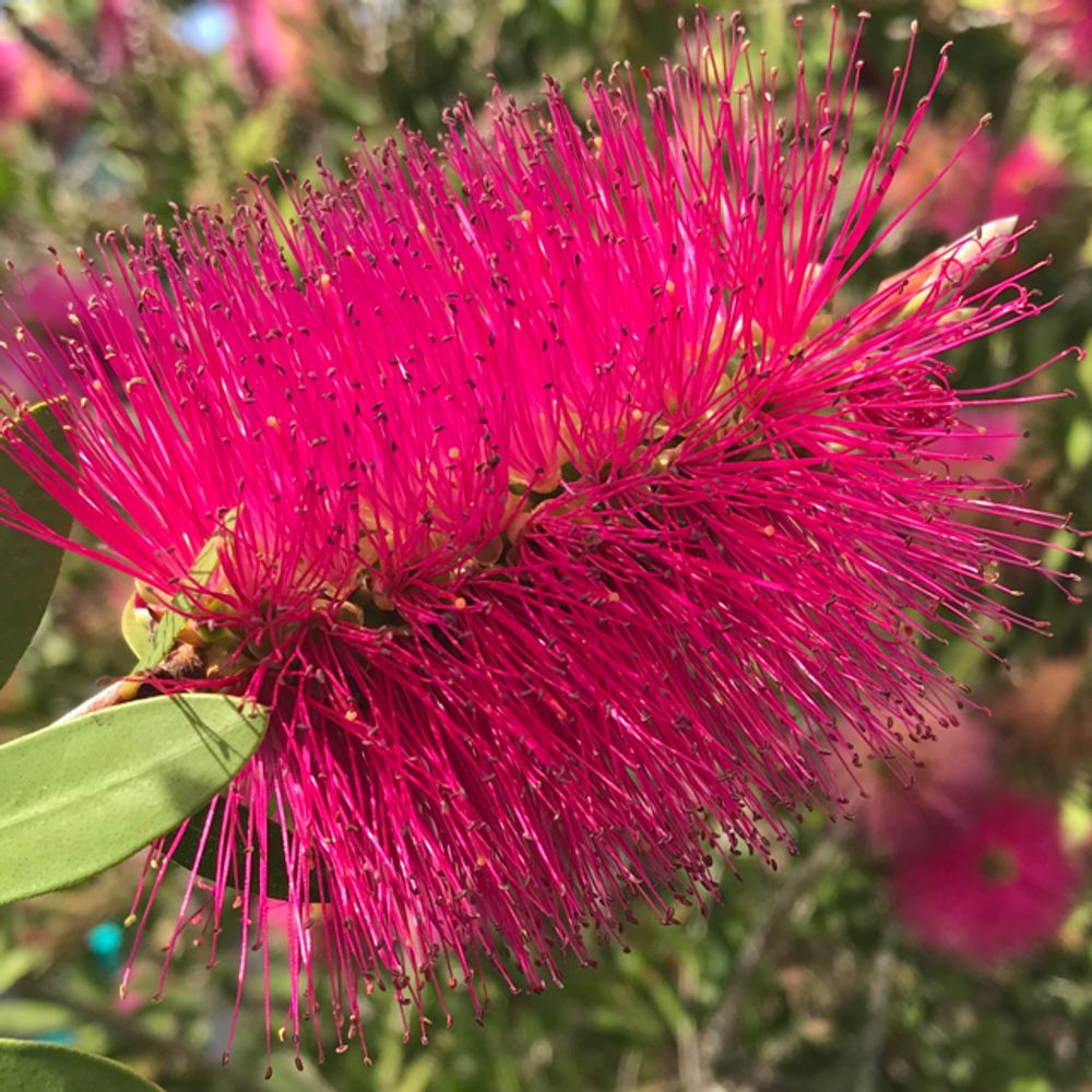 Granite bottlebrush