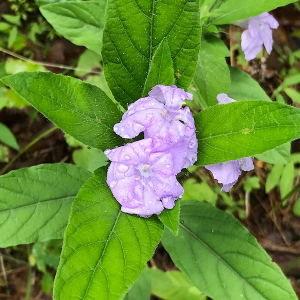 Broadleaf loosestrife