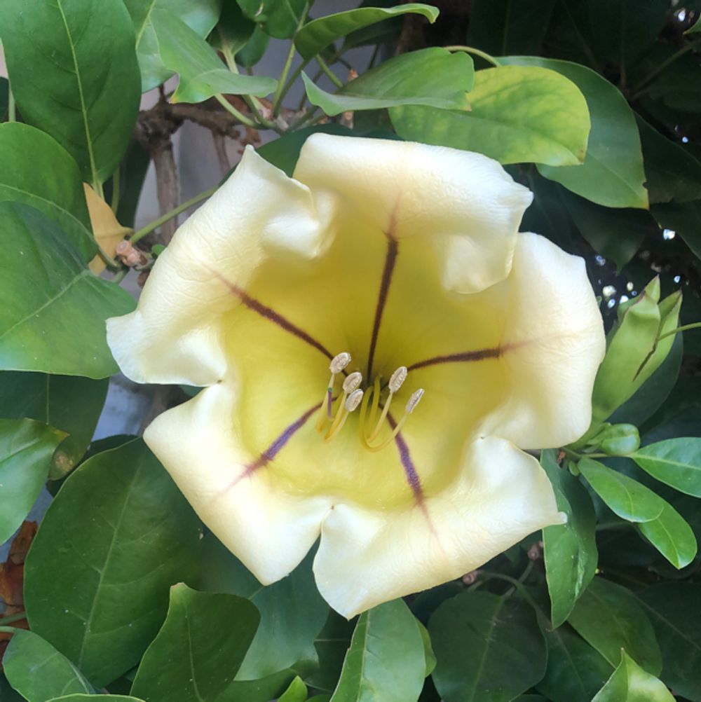Cup of gold vine