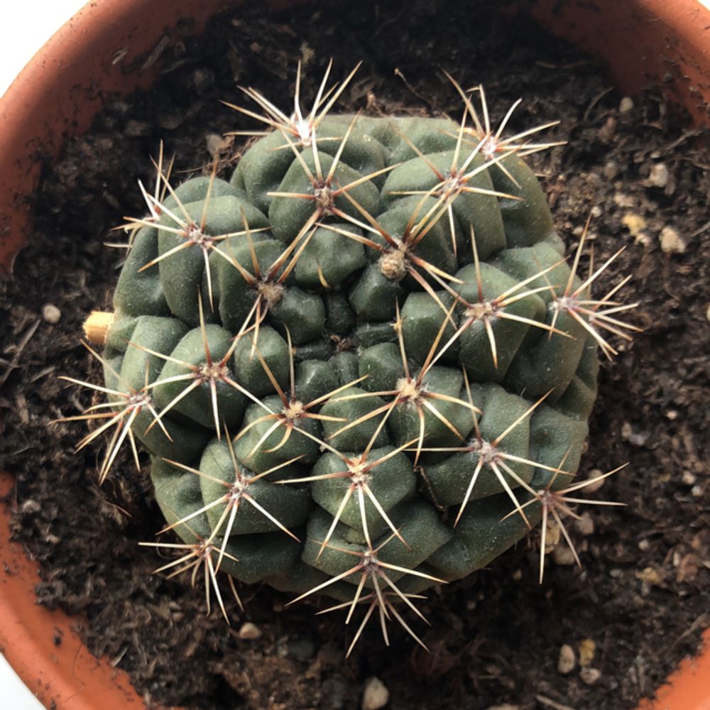 Beehive cactus