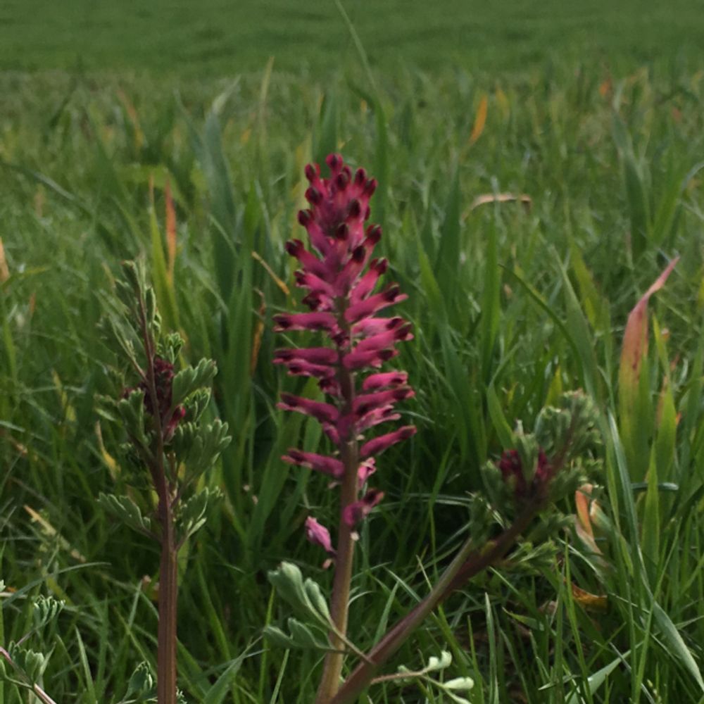 Common fumitory