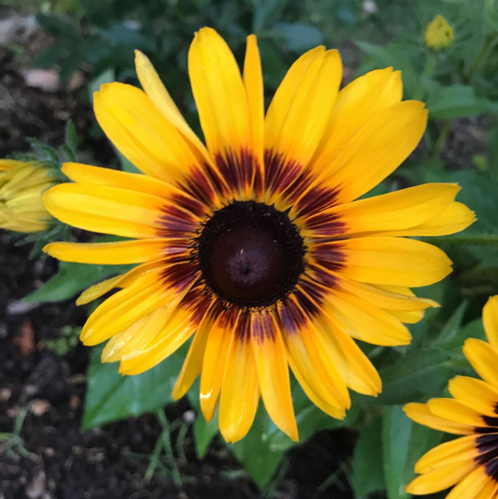 Black-eyed susan