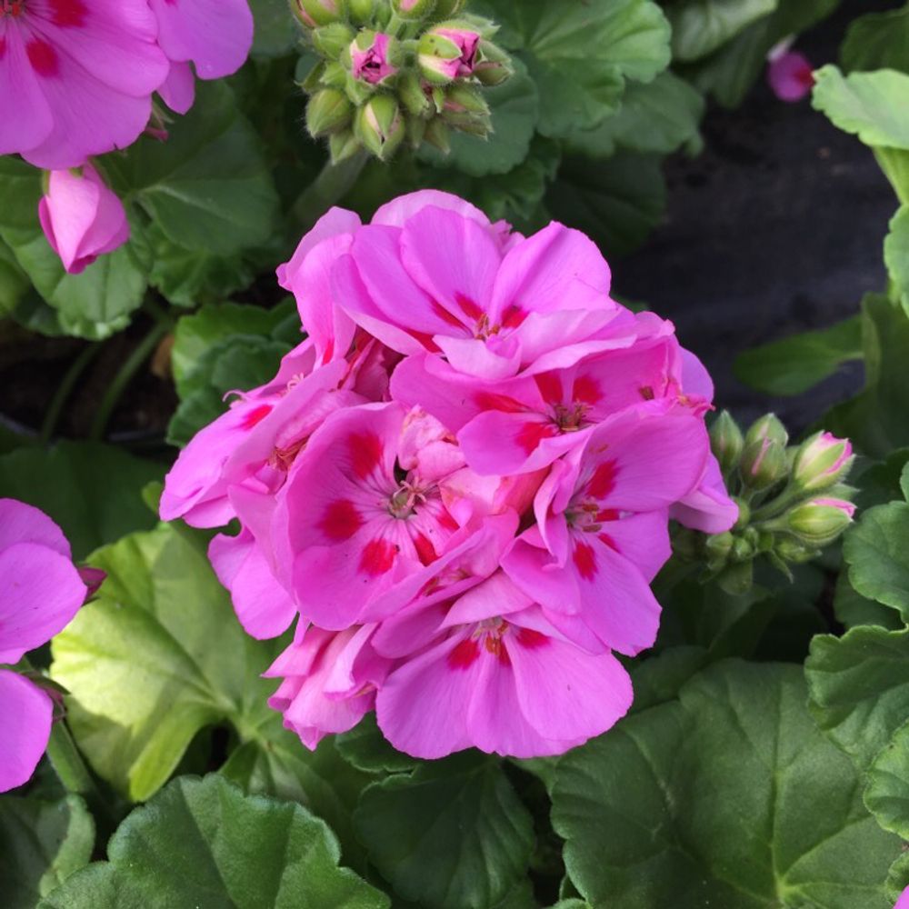 Garden geranium