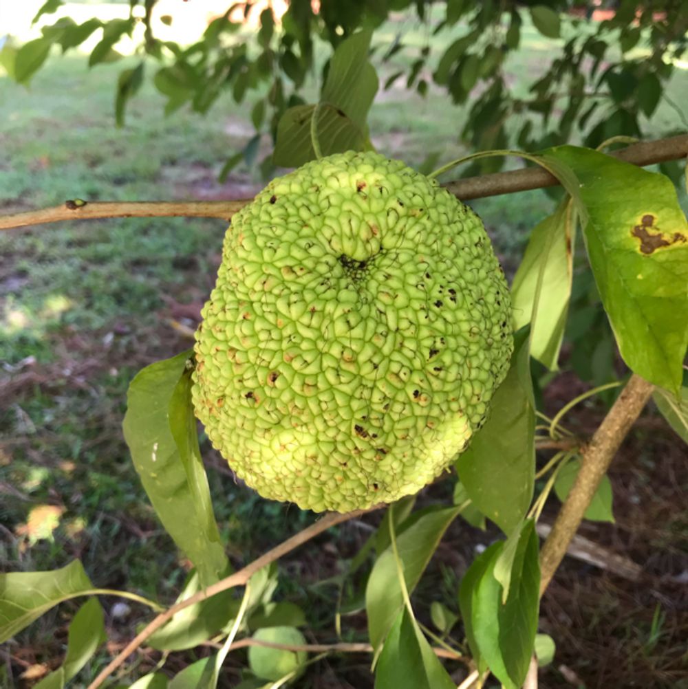 Osage orange