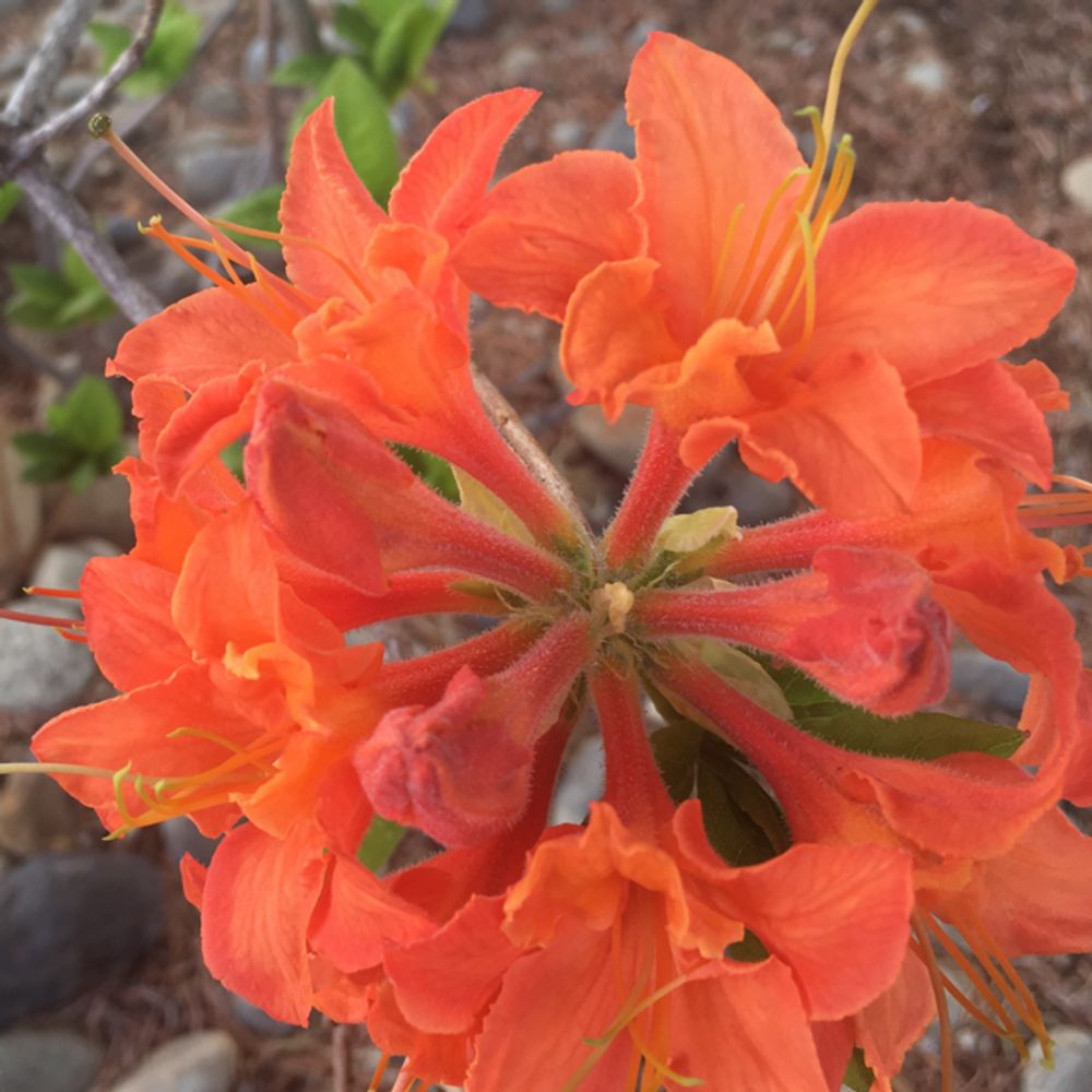 Japanese azalea