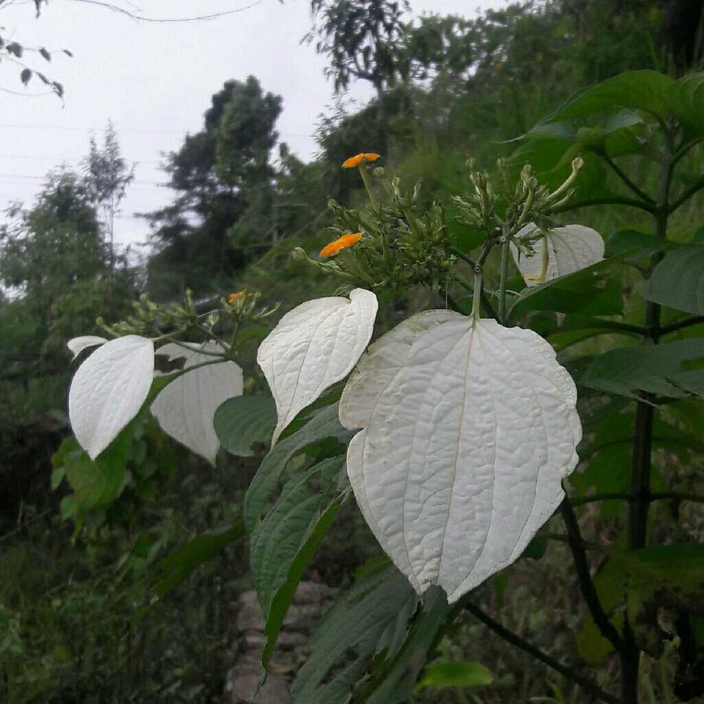 White flag bush - Plantsnap - Identify Plants, Trees, Mushrooms