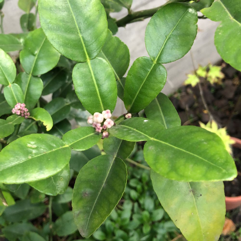 Kaffir lime