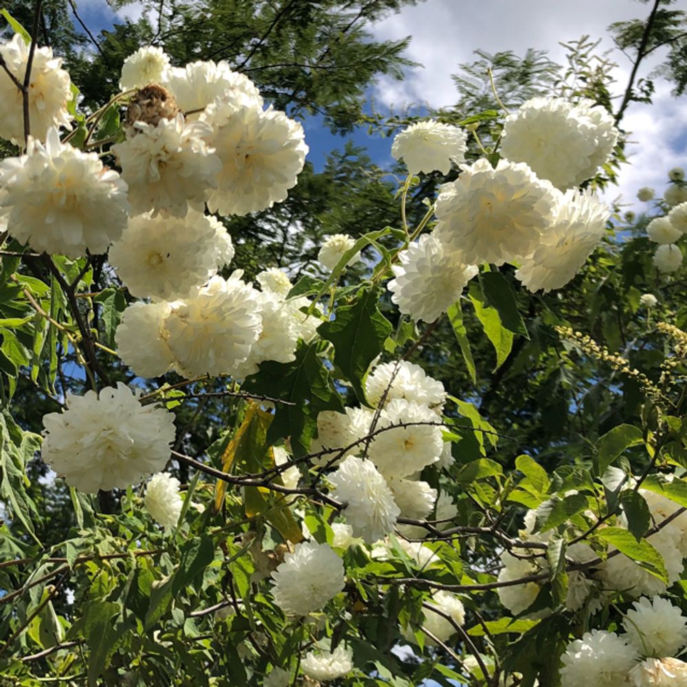 Chinese snowball
