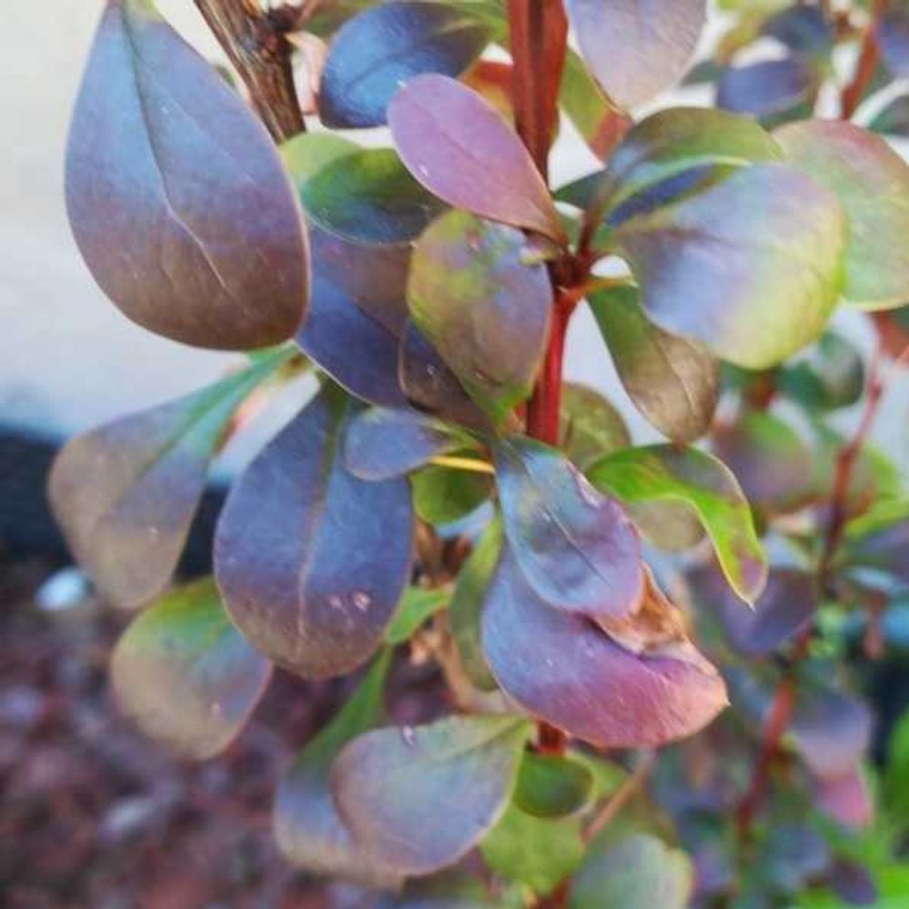 Ottawa barberry