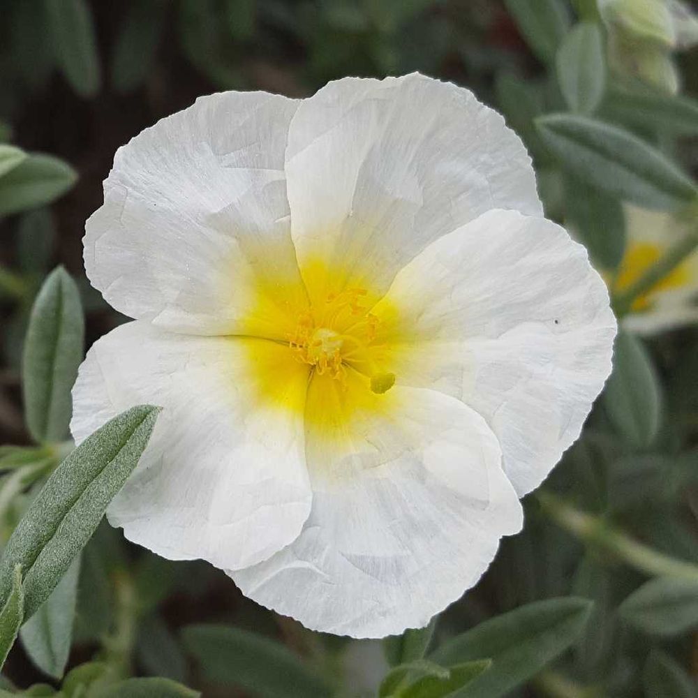 White rock rose