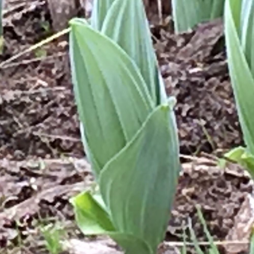 Large-flowered lady's slipper