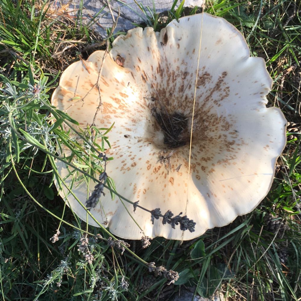 Short-stemmed russula