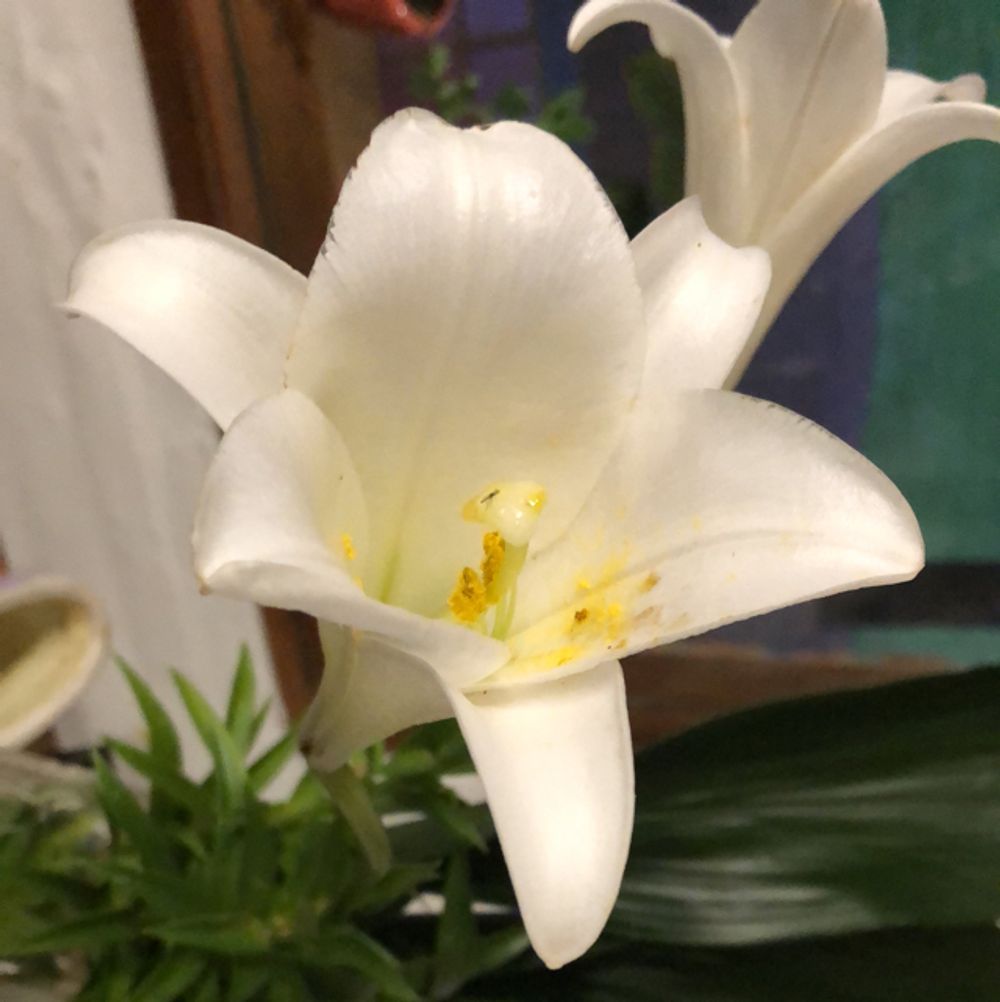 Easter lily