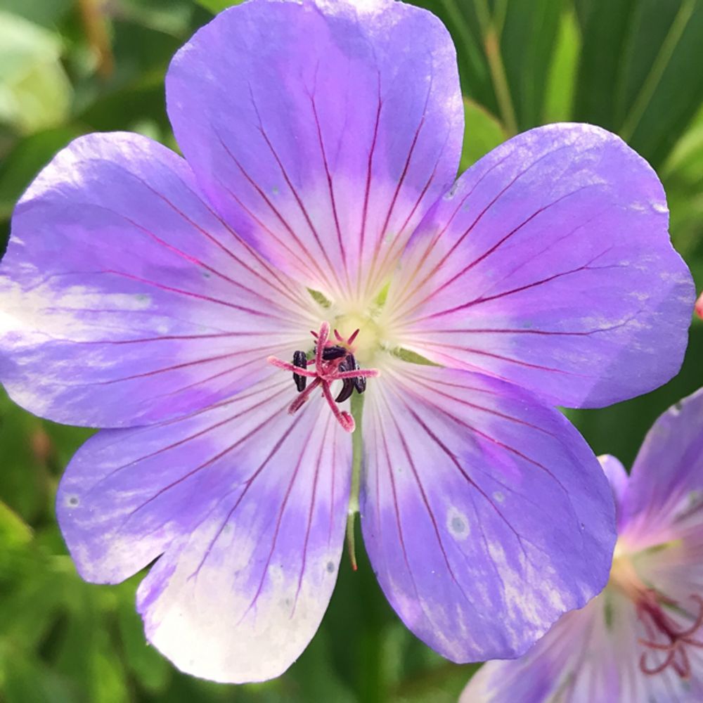 Himalayan crane's-bill