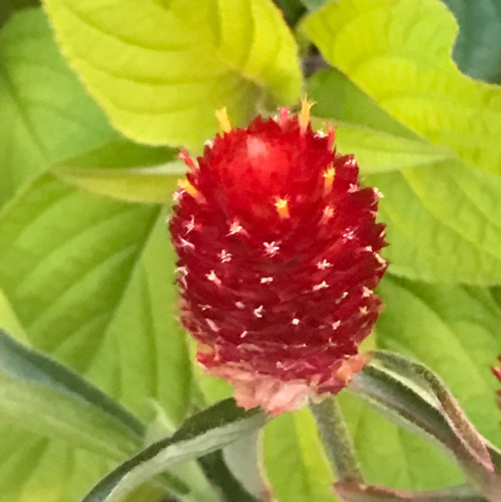 Haage globe amaranth
