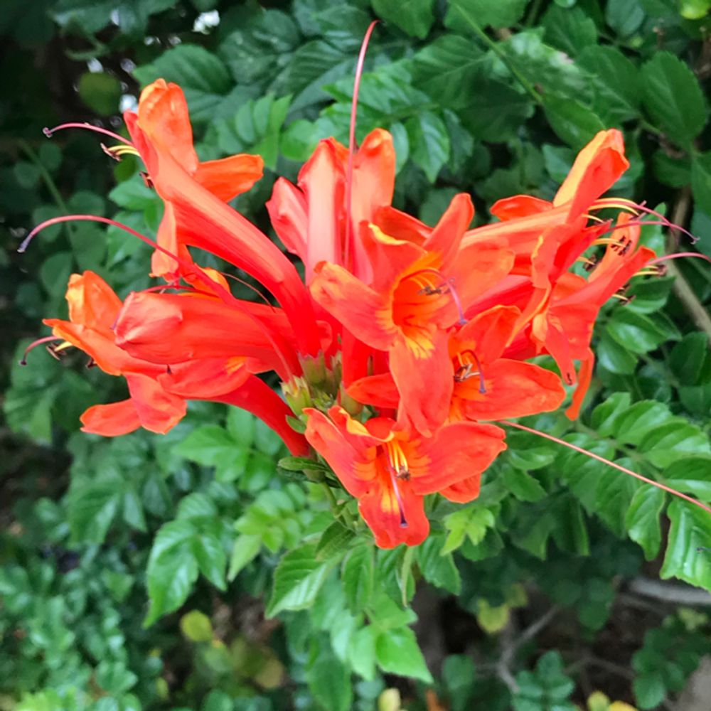Cape honeysuckle