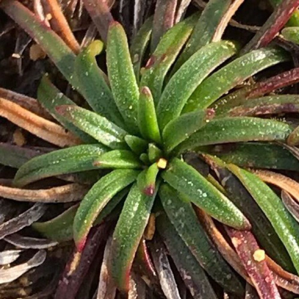 Dwarf purslane