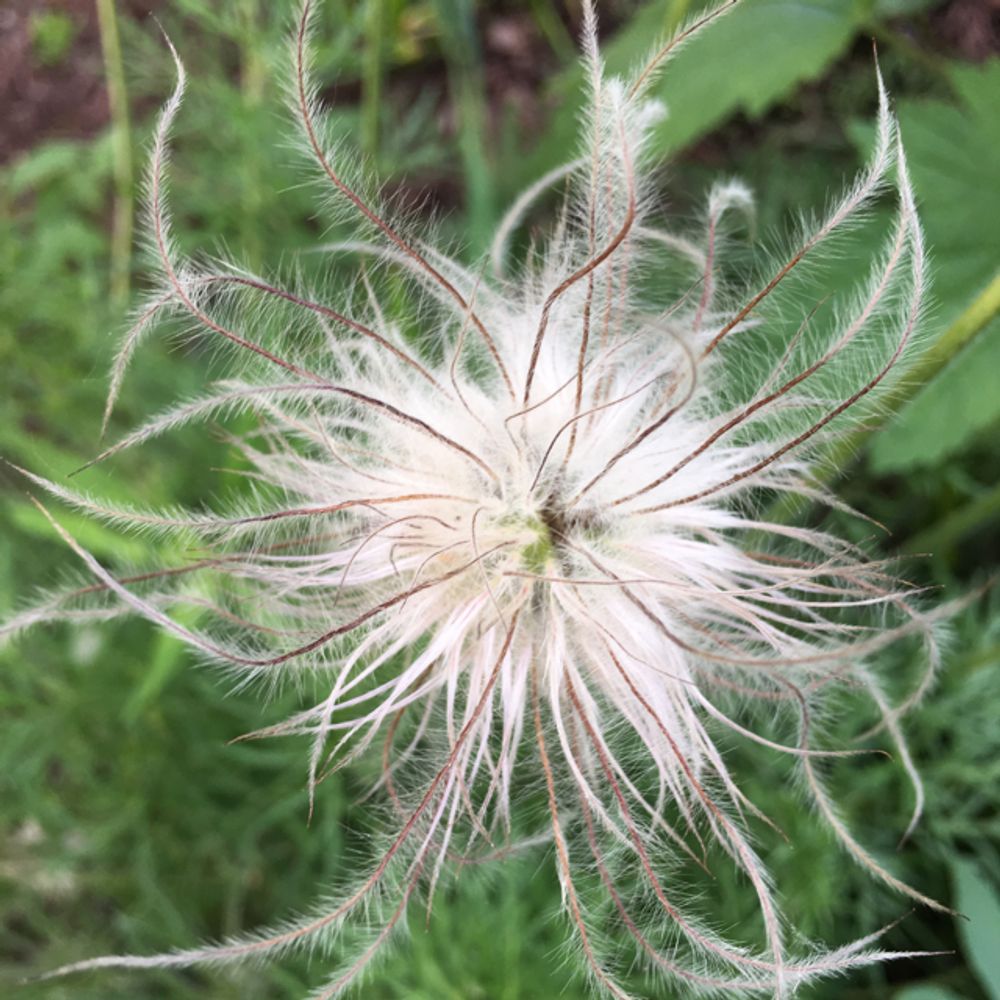 Apache plume