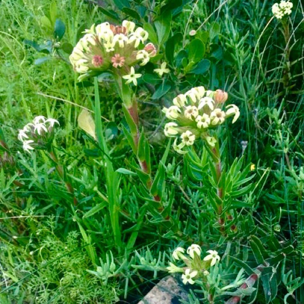 Oriental daphne